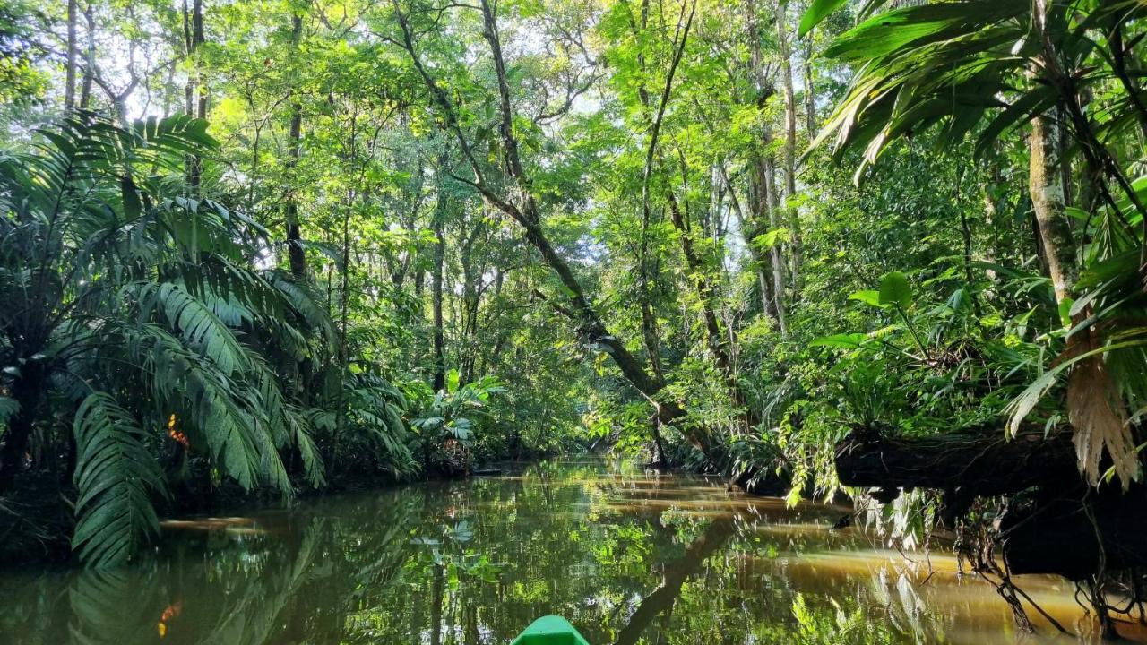 Wildlife Art Tortuguero Hotell Exteriör bild