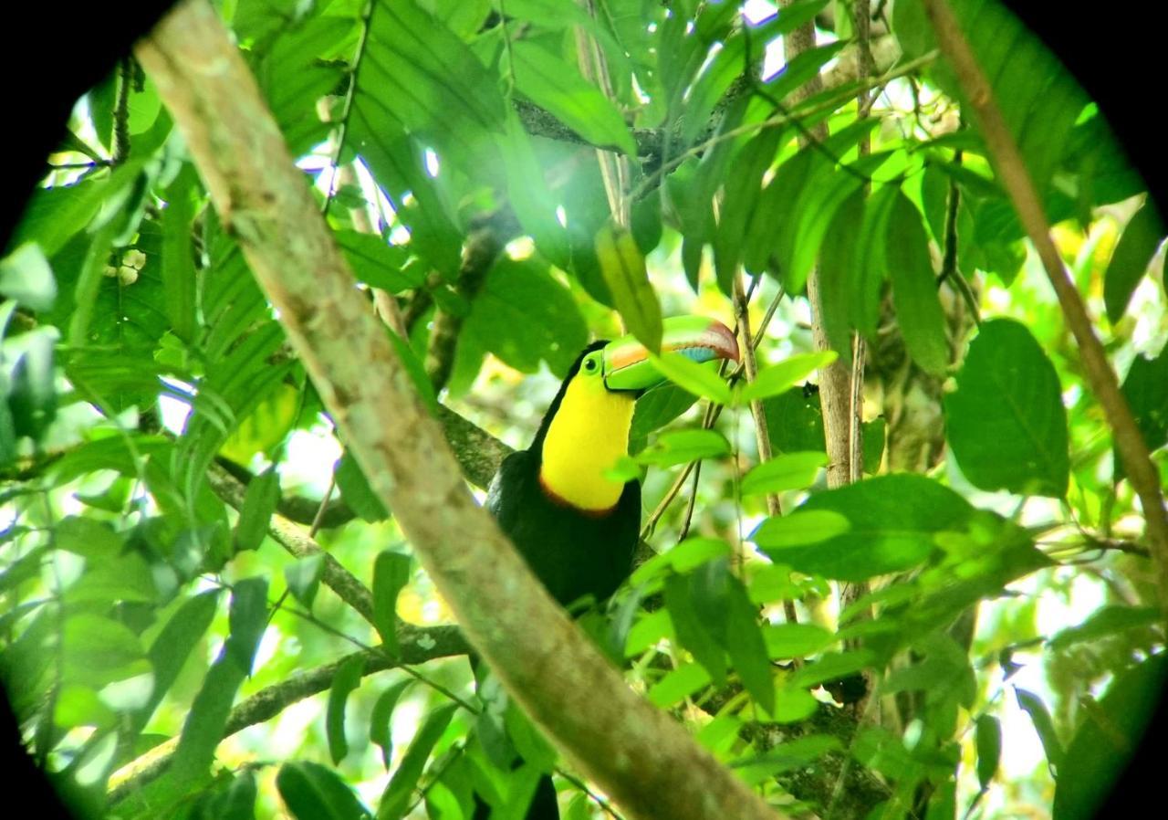 Wildlife Art Tortuguero Hotell Exteriör bild