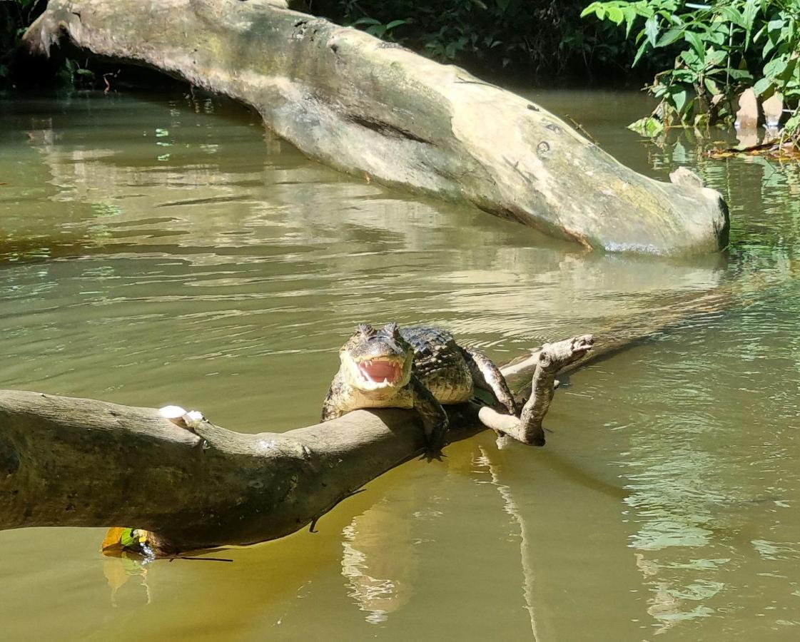 Wildlife Art Tortuguero Hotell Exteriör bild