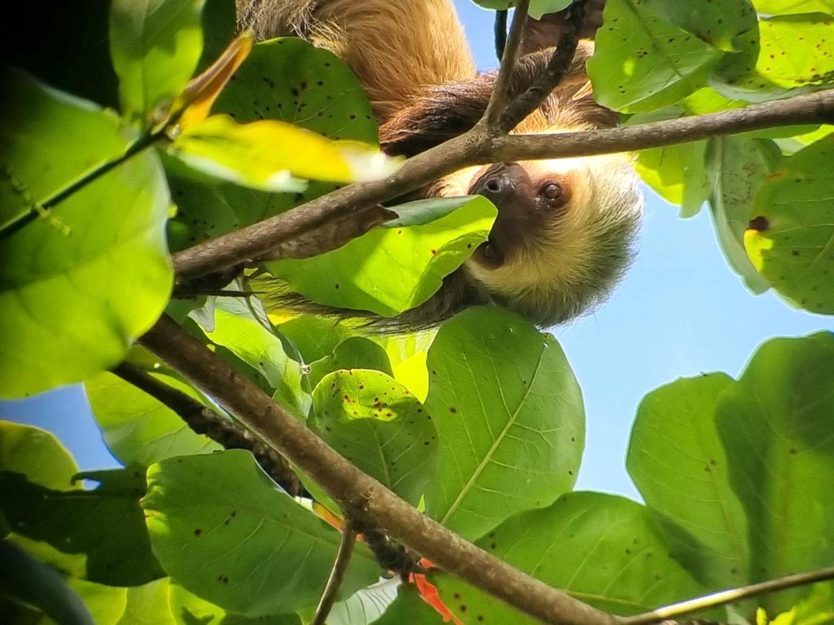 Wildlife Art Tortuguero Hotell Exteriör bild