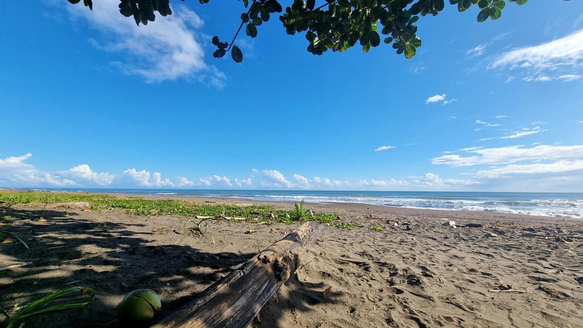 Wildlife Art Tortuguero Hotell Exteriör bild