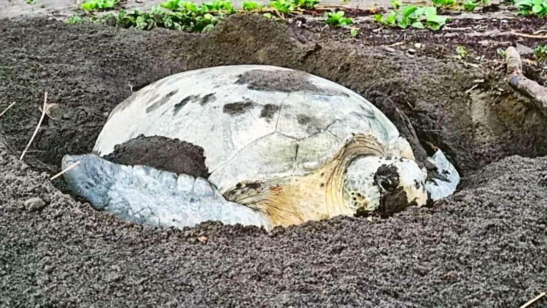 Wildlife Art Tortuguero Hotell Exteriör bild